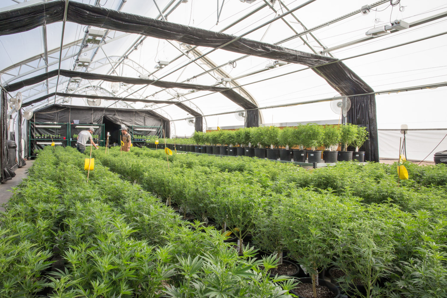 hemp greenhouse