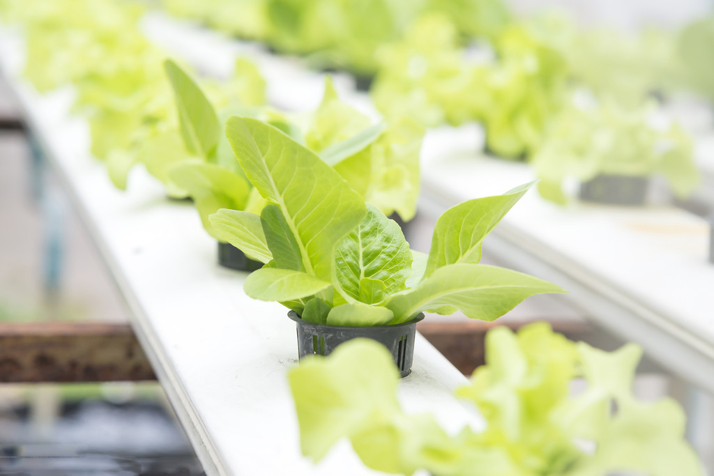 Greenhouse Hydroponic Pipes Greenhouse Hydroponic Pipes