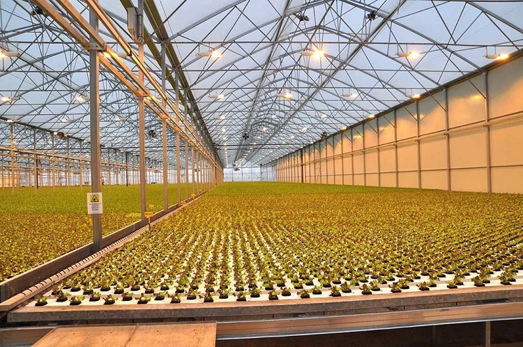 multispan greenhouse multispan greenhouse (18)