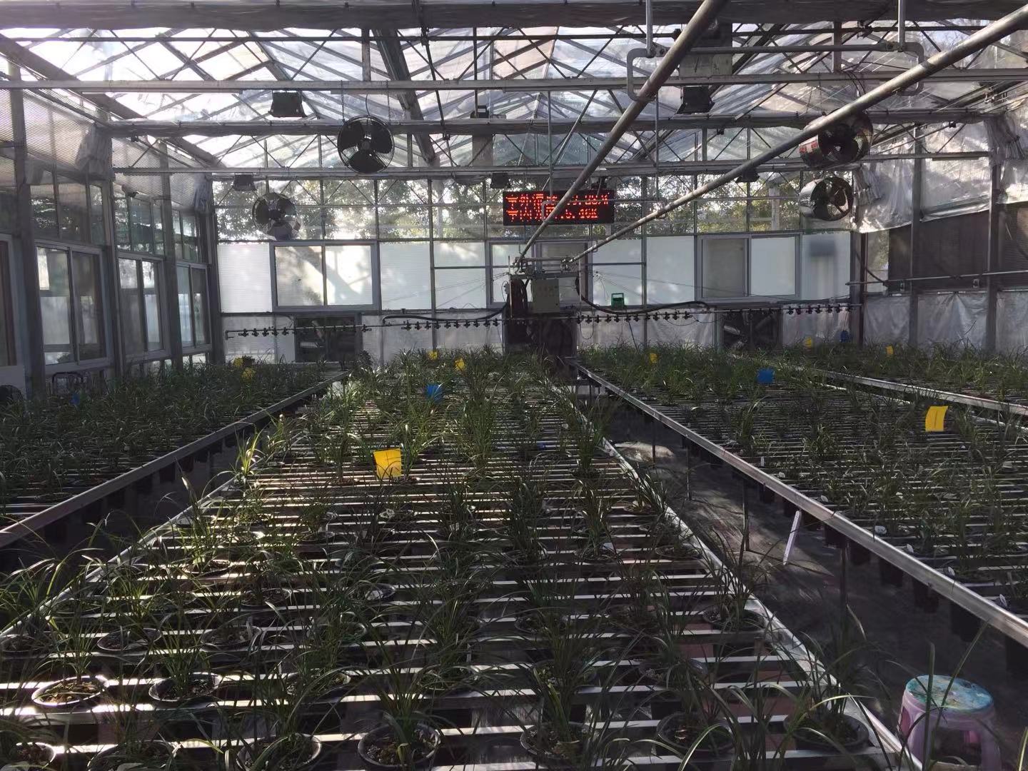 multispan greenhouse multispan greenhouse