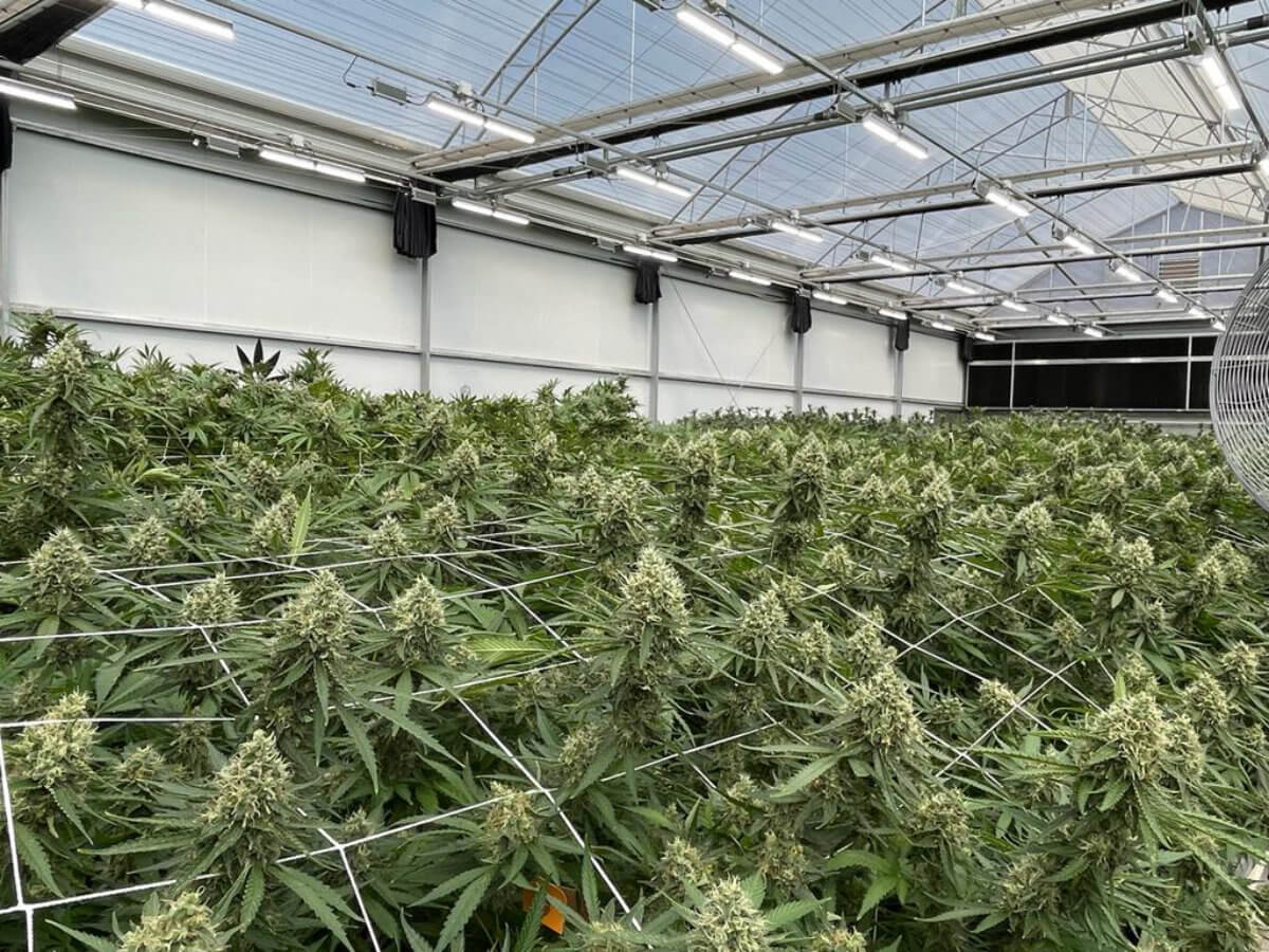 hero-state-of-the-art-commercial-greenhouse-for-growing-cannabis hero-state-of-the-art-commercial-greenhouse-for-growing-cannabis