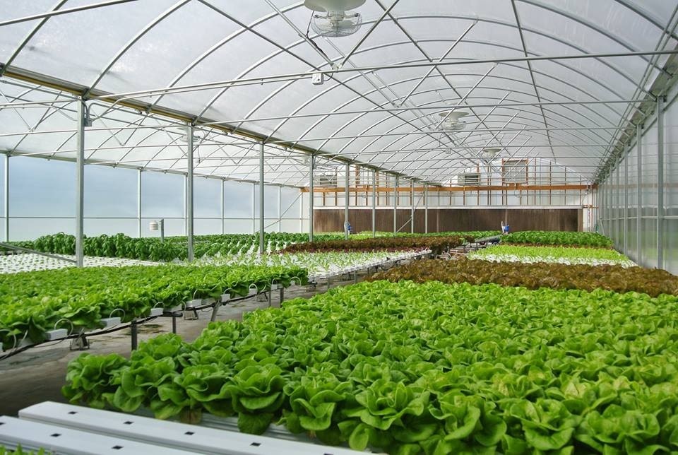 lettuce-sion-house-farm lettuce-sion-house-farm