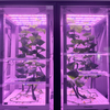 Tiered Vertical hydroponics Integrated Smart