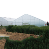 Agriculture Single Span greenhouse low cost hoop greenhouse UV-resistant tunnel greenhouse
