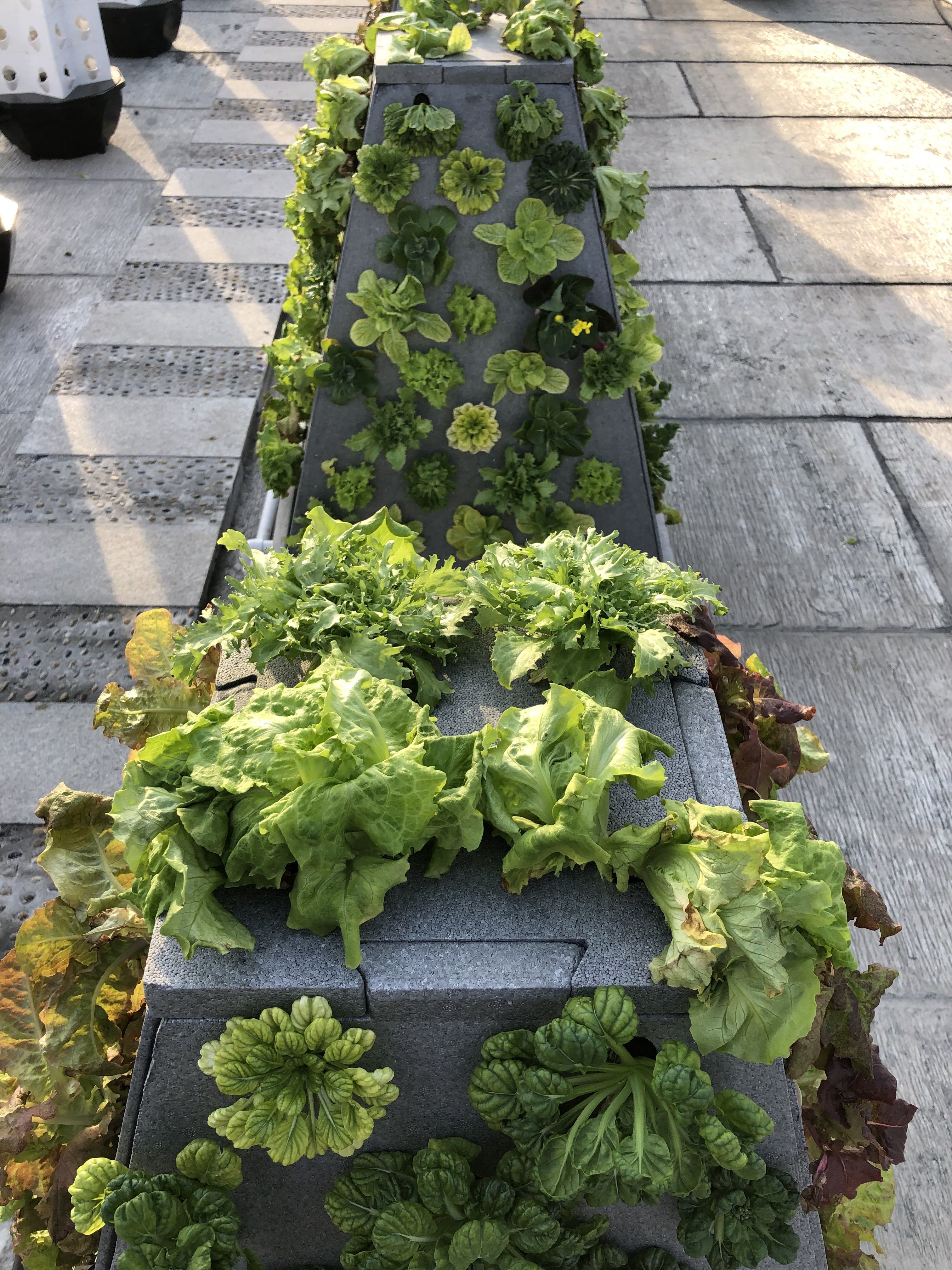 Hydroponic Smart Plant Grower