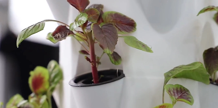 Vertical hydroponics 