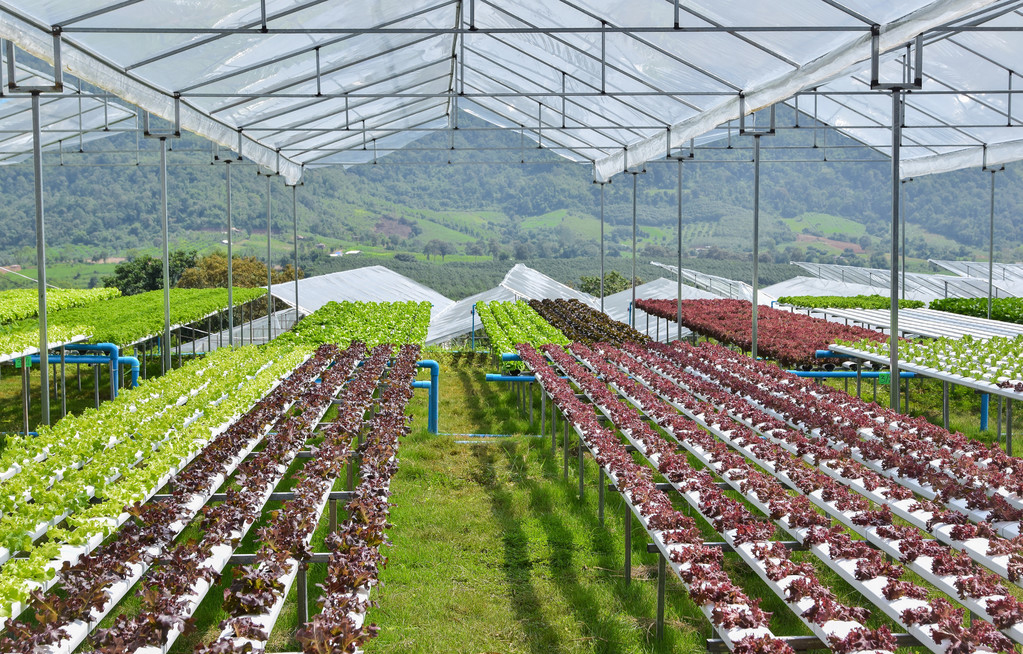 Greenhouse Hydroponic Pipes