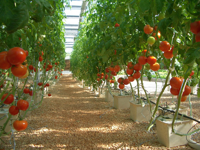 Greenhouse Food-grade Deep Hydroponics Dutch Bucket