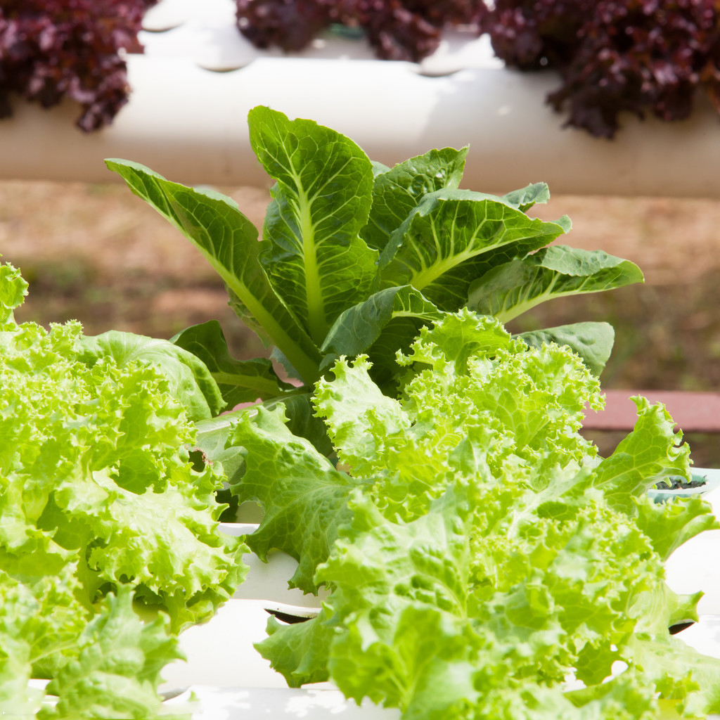 Greenhouse Hydroponic Pipes