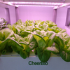 Tiered Vertical hydroponics Integrated Smart