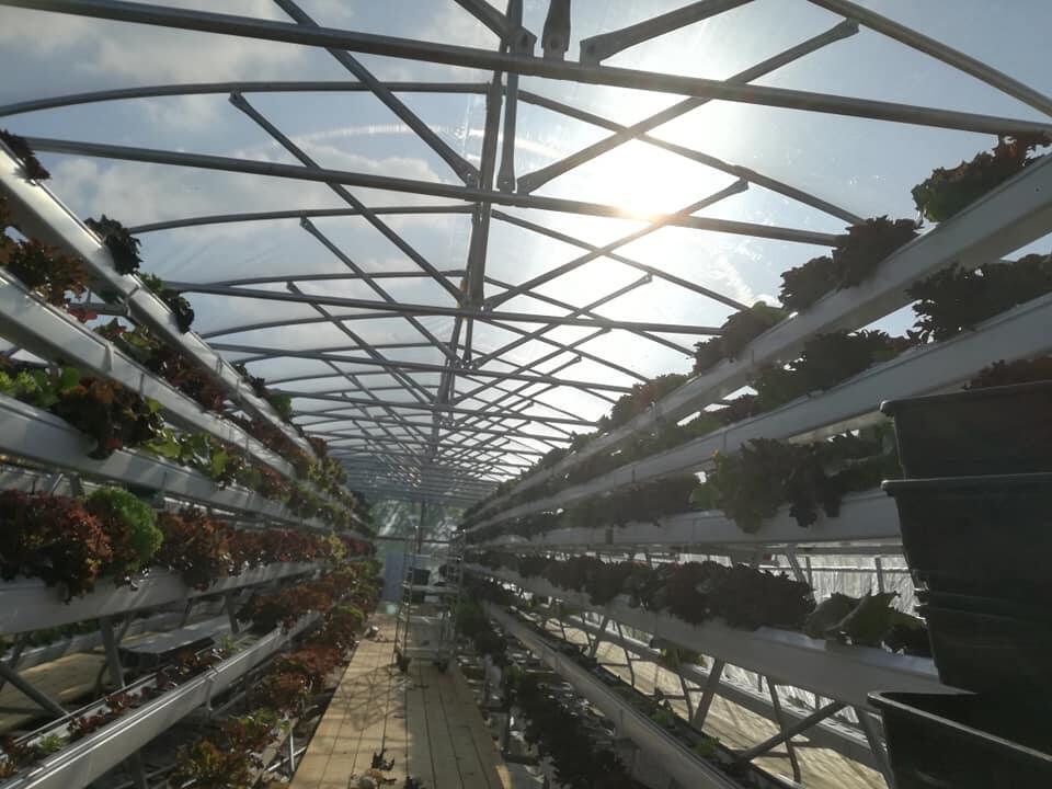 hydroponic system