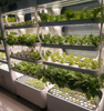 Indoor Soil-less Tower Vertical hydroponics