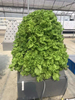 Hydroponic Soil-less Contemporary Vertical hydroponics
