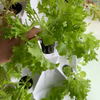 Indoor Aeroponic Hanging Tower Vertical Hydroponics