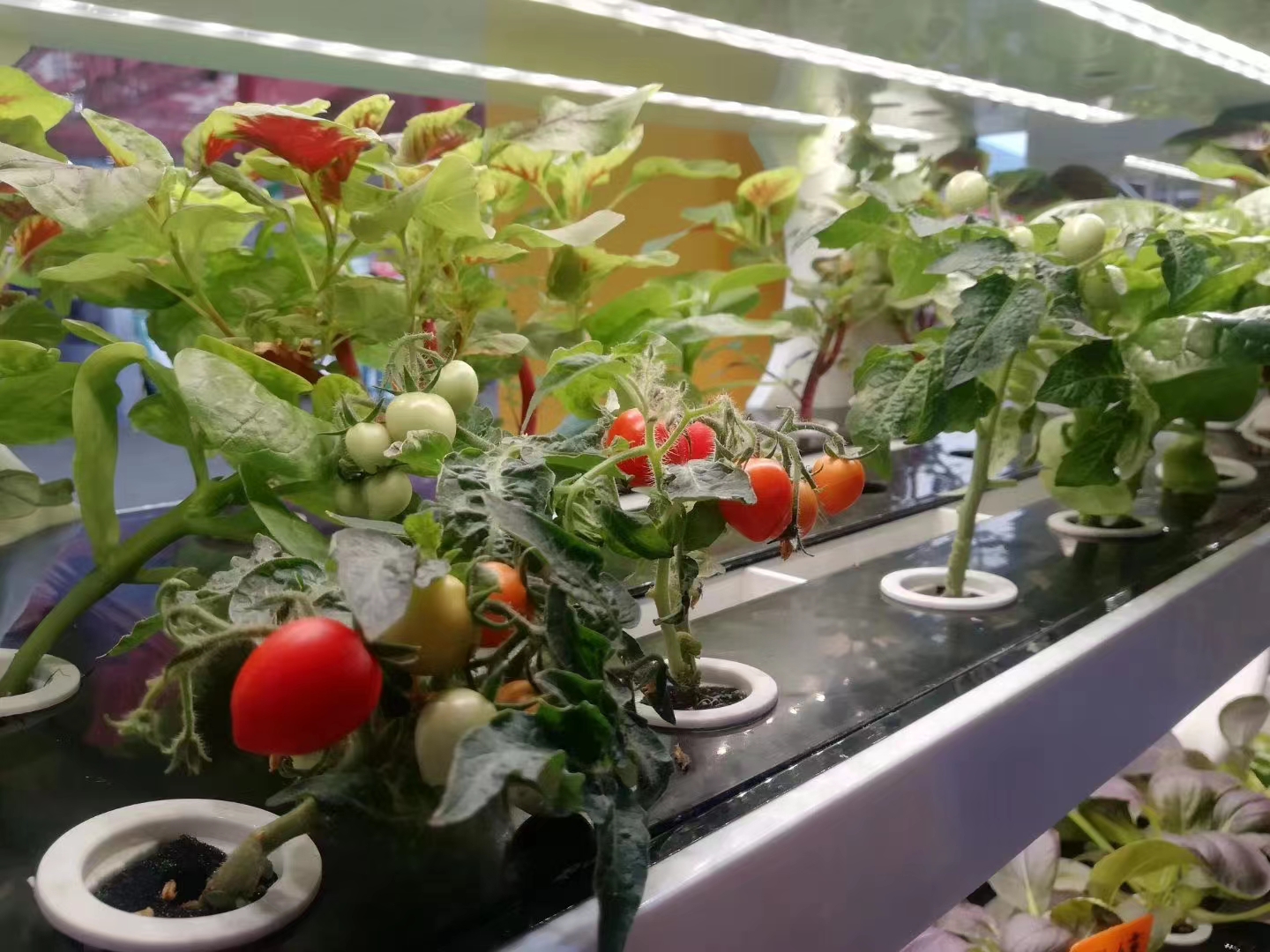 indoor hydroponic system with led