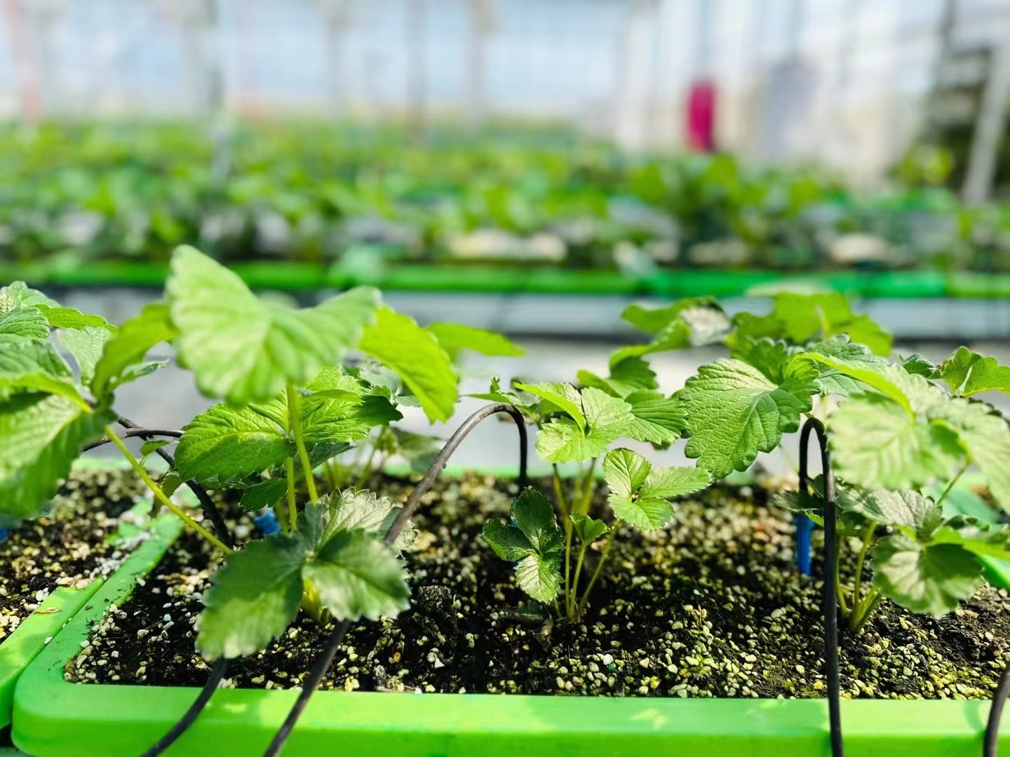 877c773a9051e8a30e9f49353fc6683