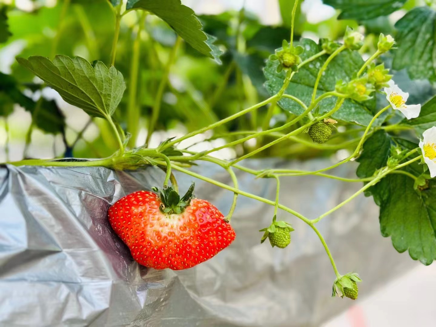 e94c20405d1914e4903a0c155ea787c