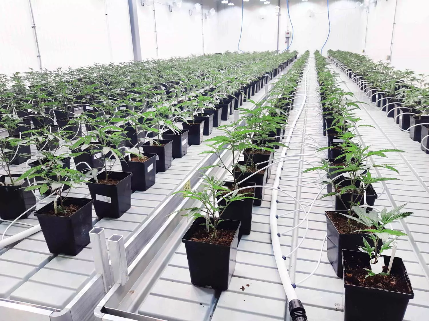 Plastic greenhouse rolling bench