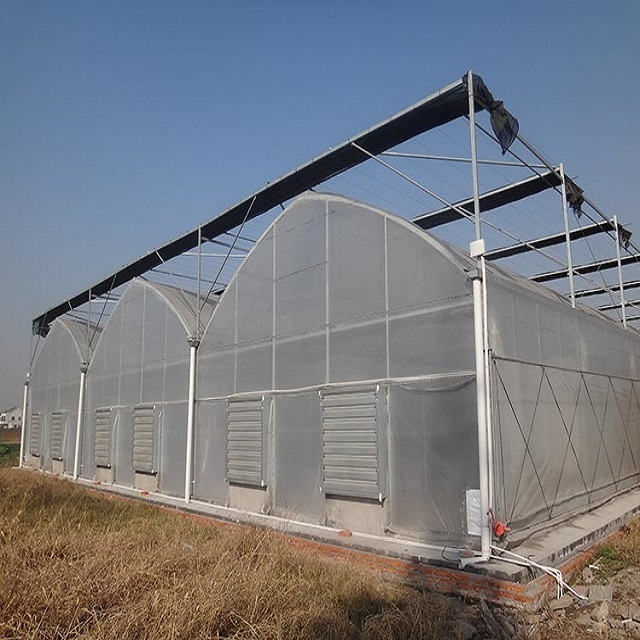 Large-scale UV-resistant Transparent Multi-Span Greenhouse