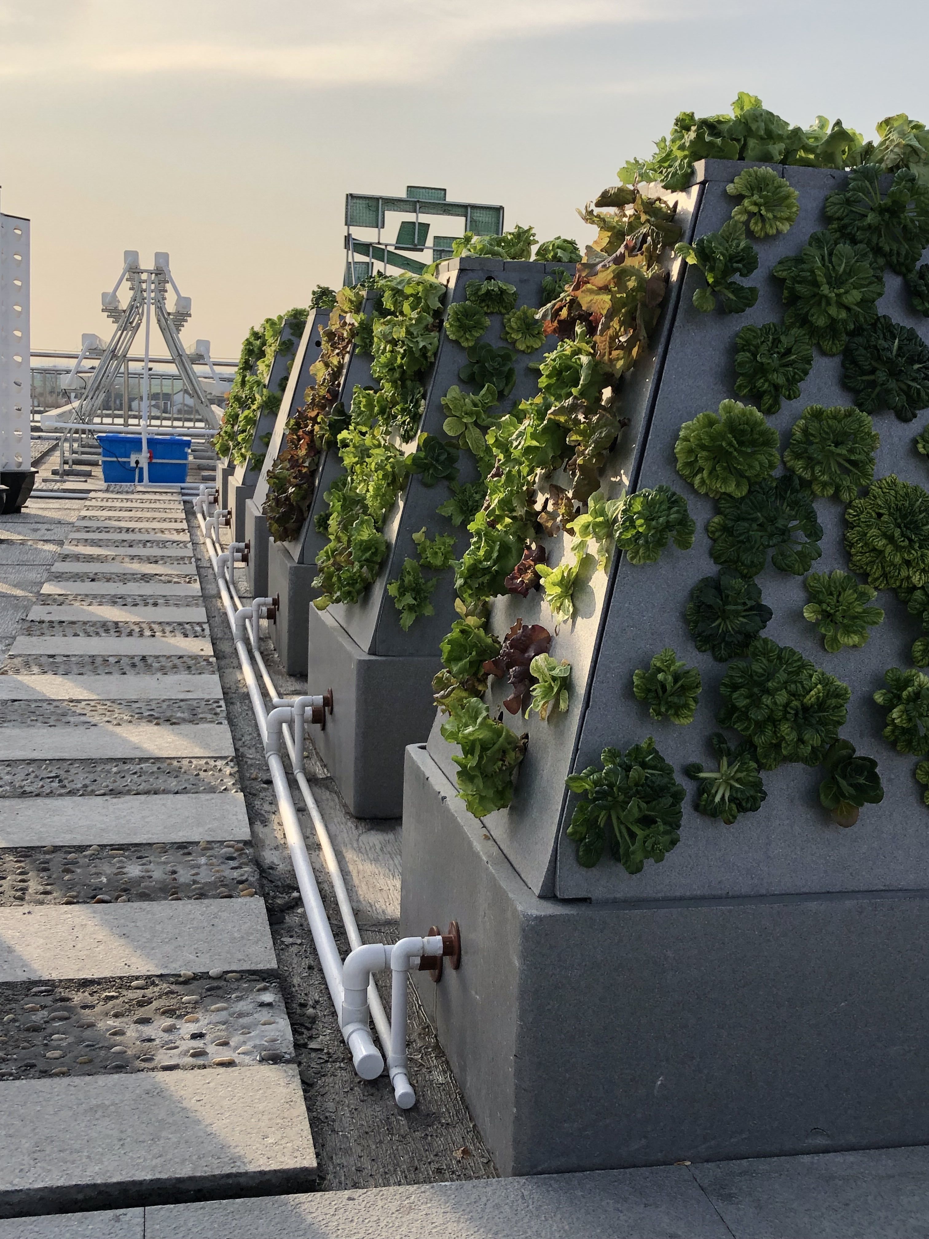 Hydroponic Smart Plant Grower