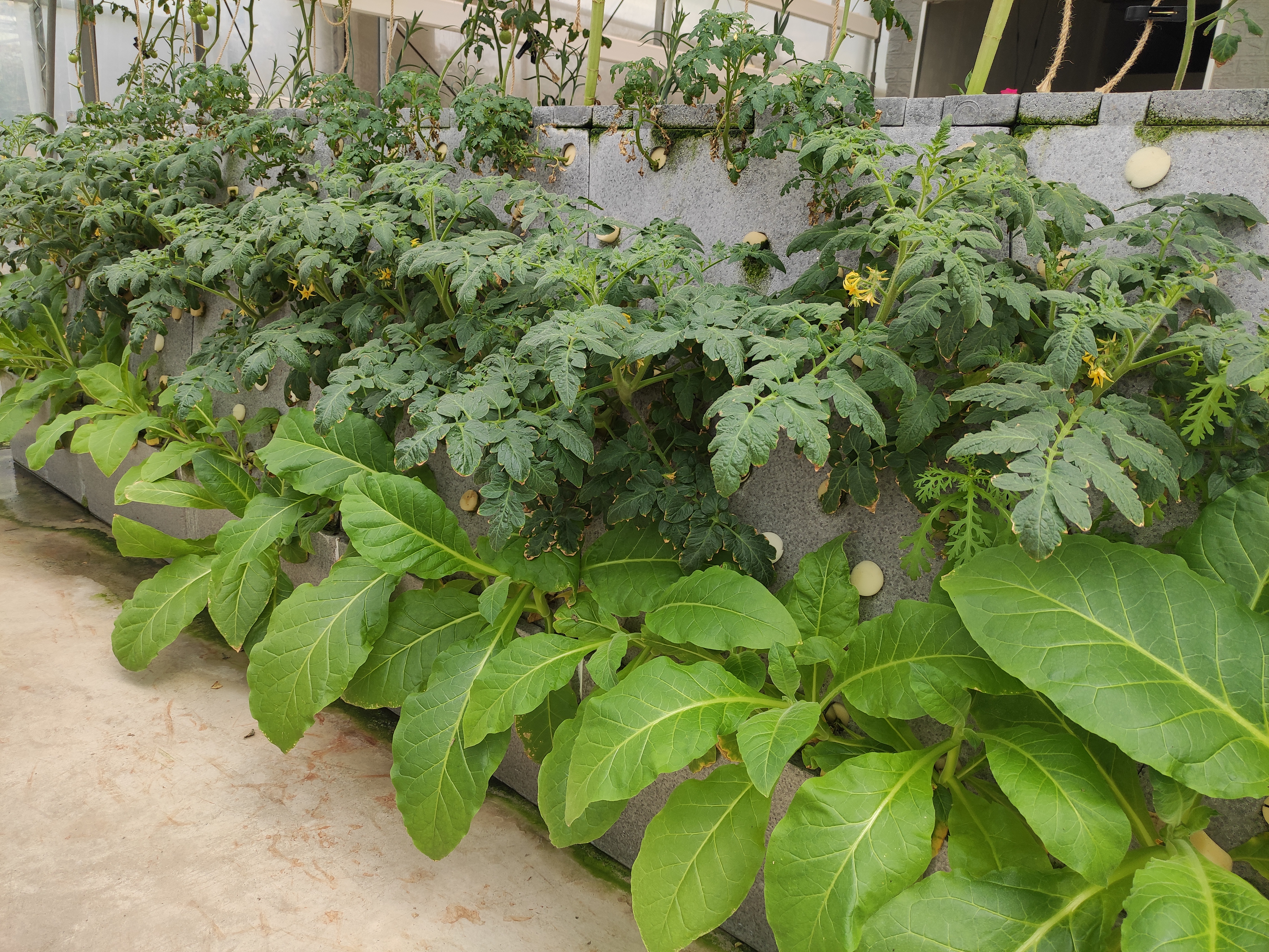 Hydroponic Smart Plant Grower