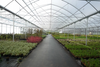 Agriculture Single Span greenhouse low cost hoop greenhouse UV-resistant tunnel greenhouse