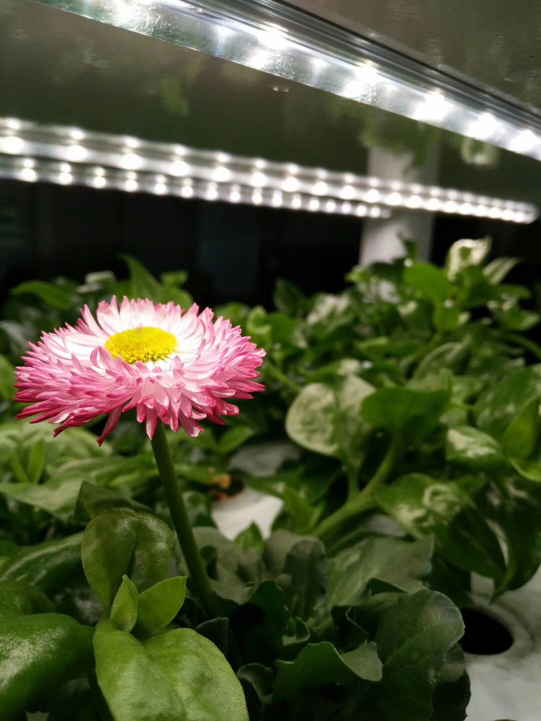 indoor hydroponic system with led