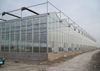 Agricultural Automated Sawtooth glass greenhouse