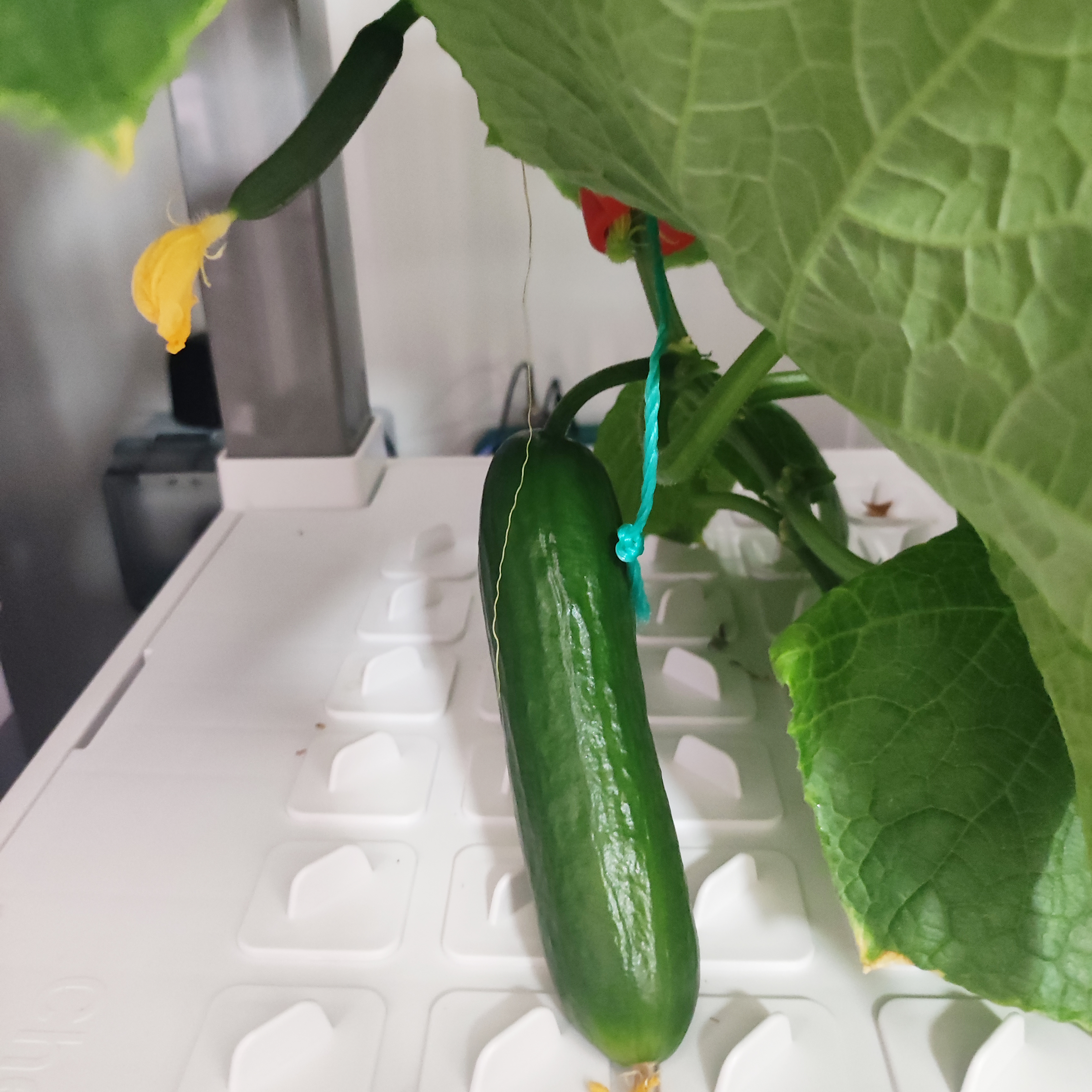 Tiered Vertical hydroponics Integrated Smart