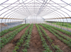 UV-resistant Curved Agricultural tunnel greenhouse