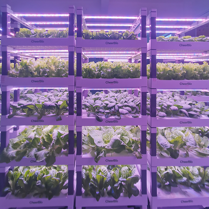 Minimalist Vertical hydroponics Stacked Tiered