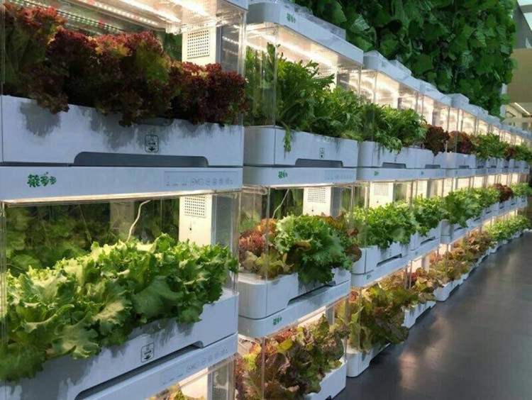 indoor hydroponic with led