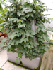 Hydroponic Soil-less Contemporary Vertical hydroponics