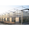 Agricultural Automated Sawtooth glass greenhouse