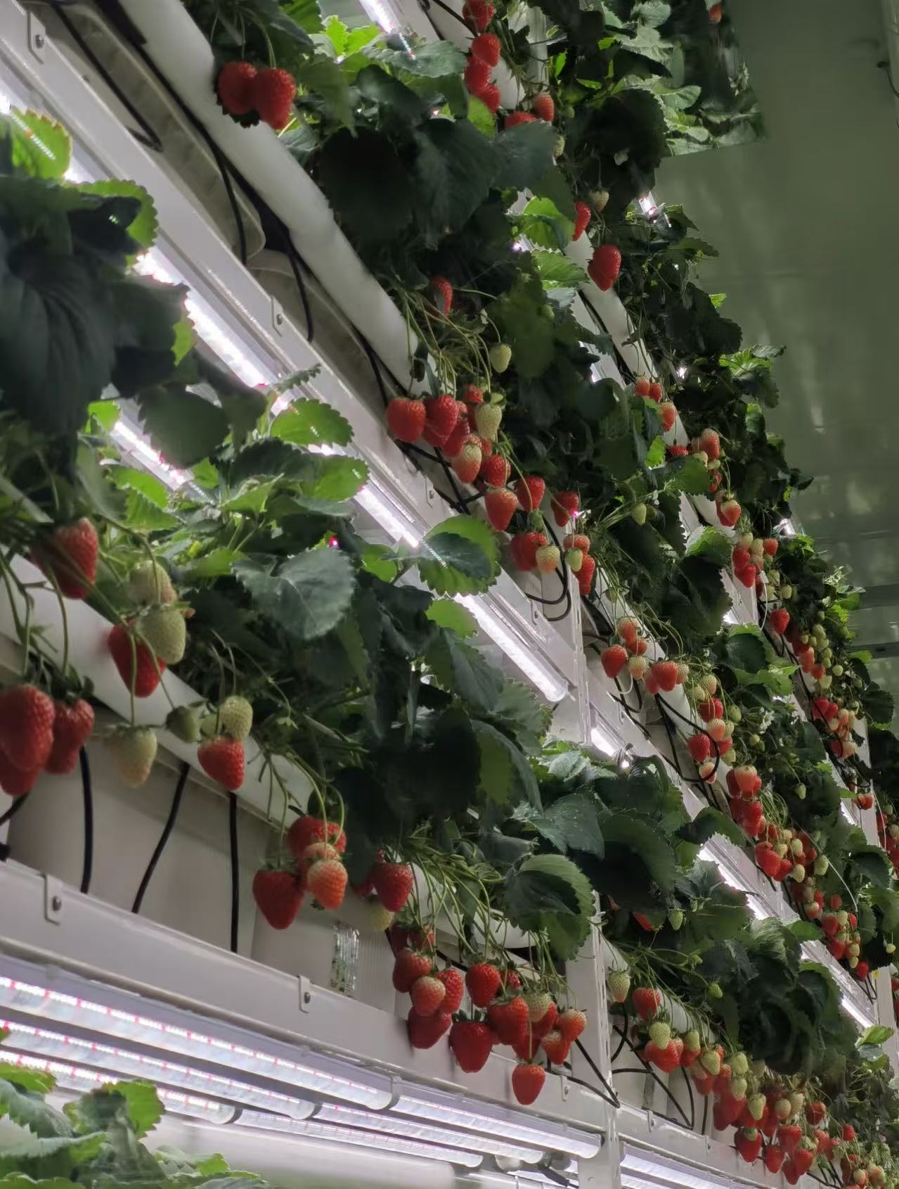 c0caab630e6050f849f1c39a872ef709