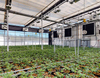 Intelligent Commercial Automated Agriculture Poly Tunnel Light Deprivation Greenhouse Blackout Greenhouse Invernadero