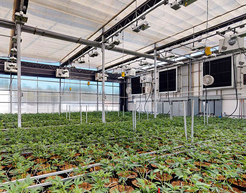 Blackout Green House Light Dep Greenhouse Hemp Light Deprivation Greenhouse Fully Automated Blackout System