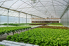 The scheme of hydroponic planting system for 10*30ft greenhouse