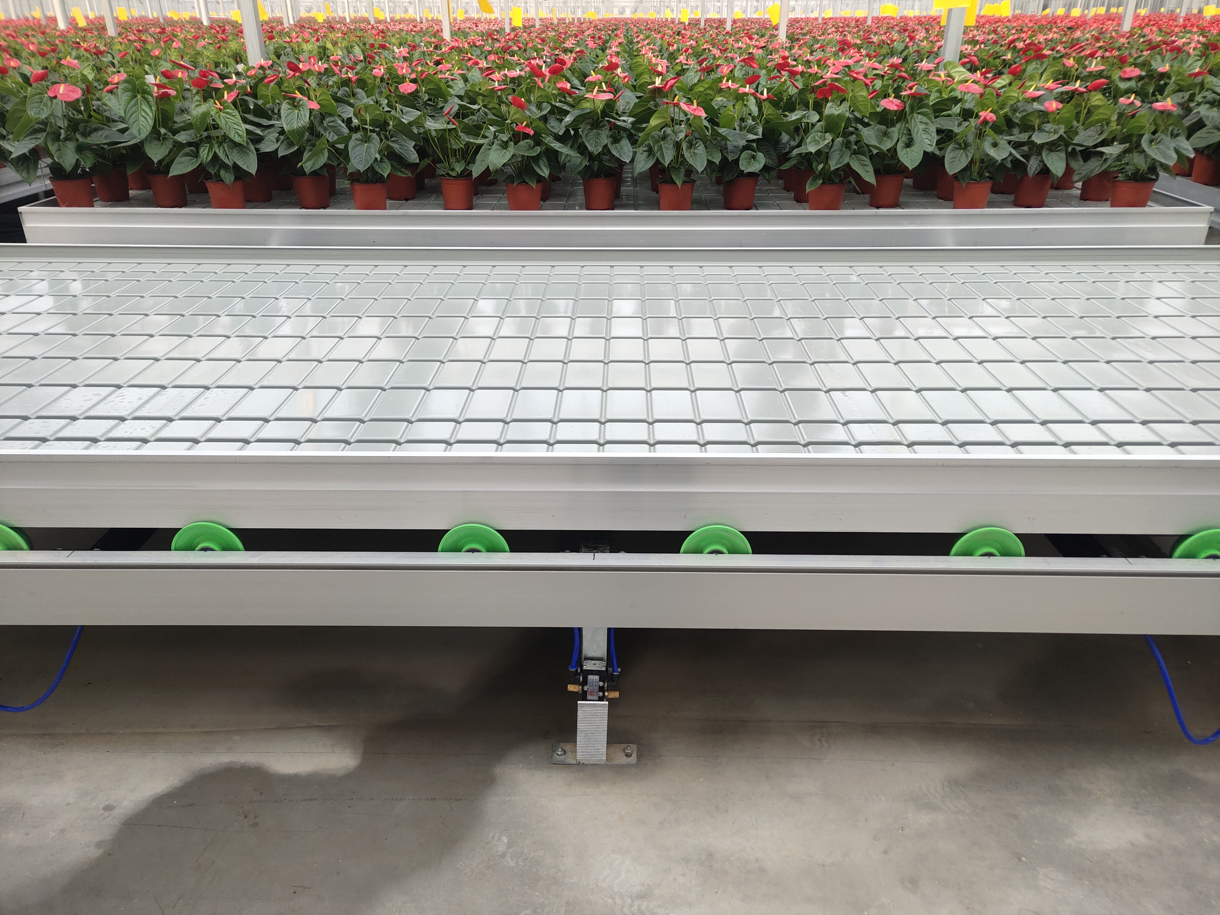 Wholesale Custom Size Growing Tables for Commercial Plants Hydroponic Nursery Seed Grow Bed Grow Table Rolling Benches