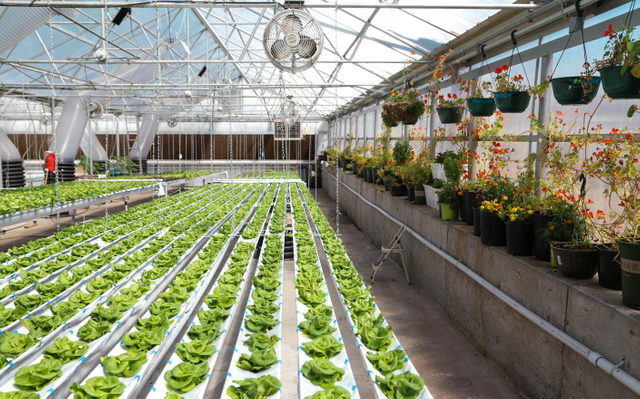 The scheme of hydroponic planting system for 10*30ft greenhouse