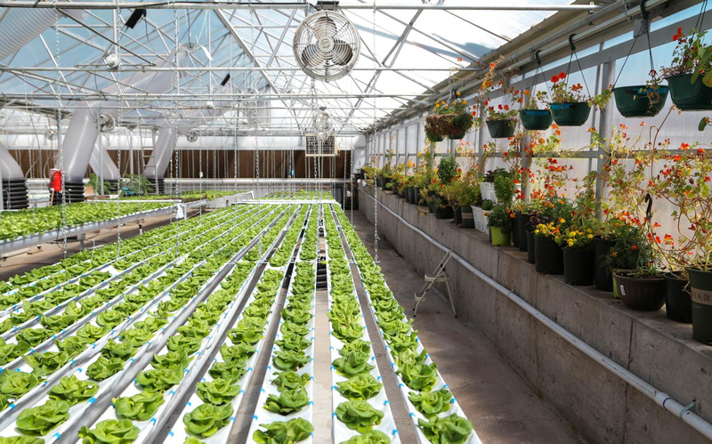 The scheme of hydroponic planting system for 10*30ft greenhouse