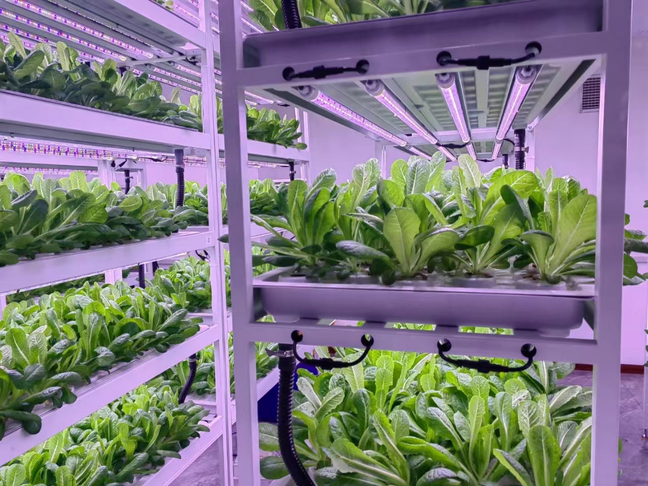 Vertical Farming Commercial Space Saving Solution Plant Vertic Rack Cultivation Rack Systems Trays