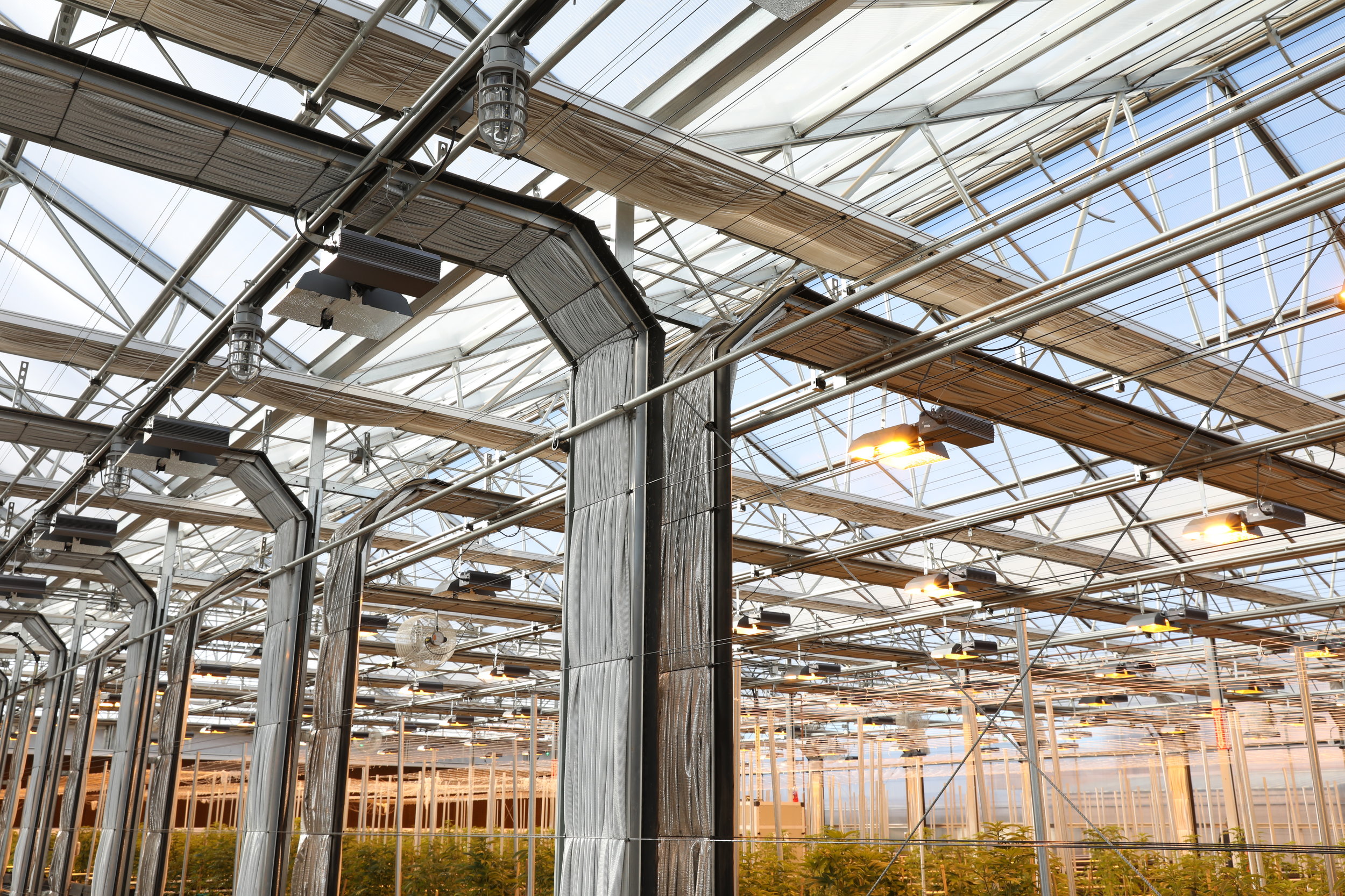 hemp greenhouse (5)