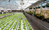 The scheme of hydroponic planting system for 10*30ft greenhouse